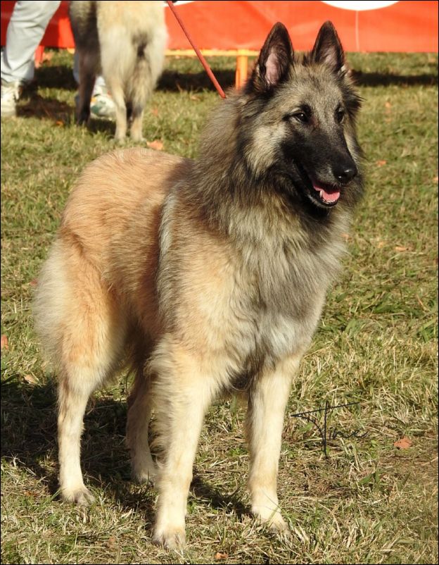 Uma II De La Canin De As EXC2 RCAC abierta hembras.